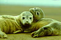 Harbour Seal in Waddensea, Netherlands. WWF/Jan van de Kam